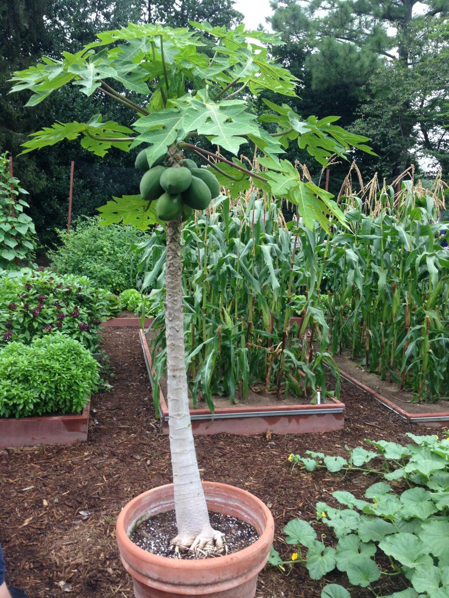 Pick Up a Papaya, Color Your Palate and Your Plate Let's Move!